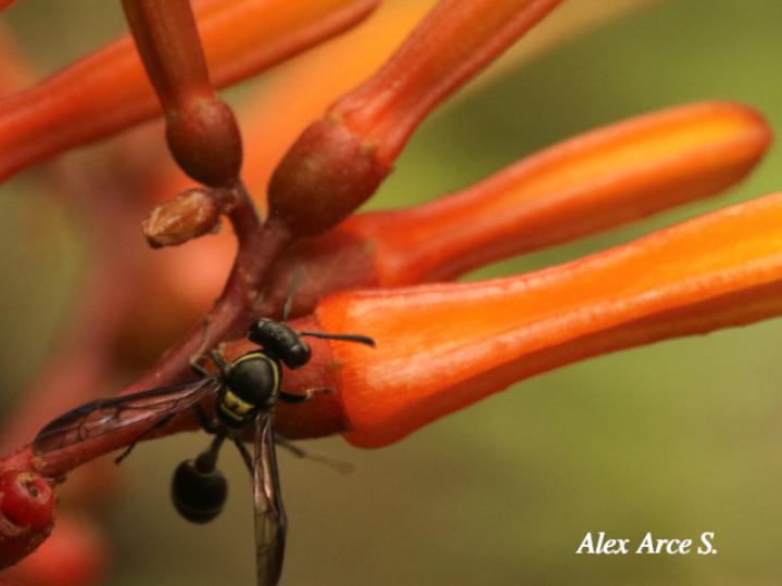 Pseudopolybia compressa
