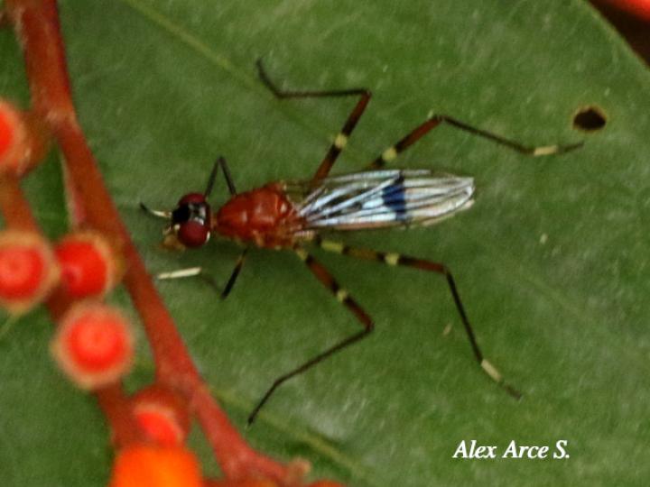 Ptilosphen viriolatus (Mosca zancuda)