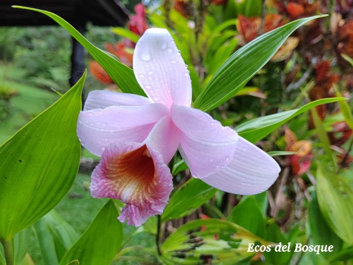 Sobralia turrialbina (Flor de un día)