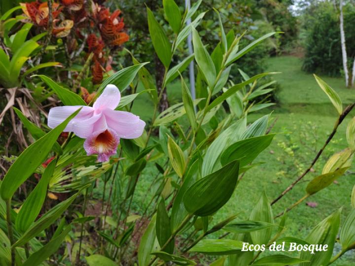 Sobralia turrialbina (Flor de un día)