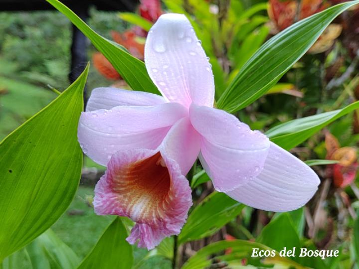 Sobralia turrialbina (Flor de un día)