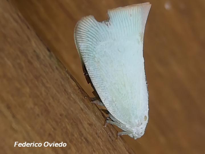 Adulto Flatidae no identificado