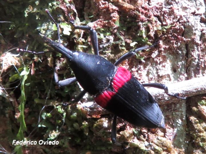 Cactophagus sanguinolentus