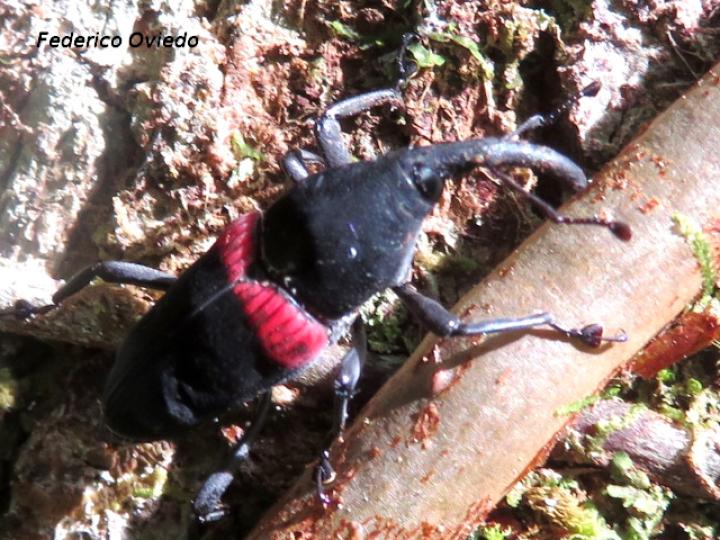 Cactophagus sanguinolentus