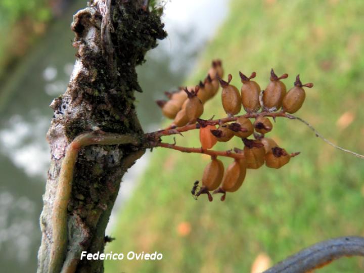 Campylocentrum fasciola