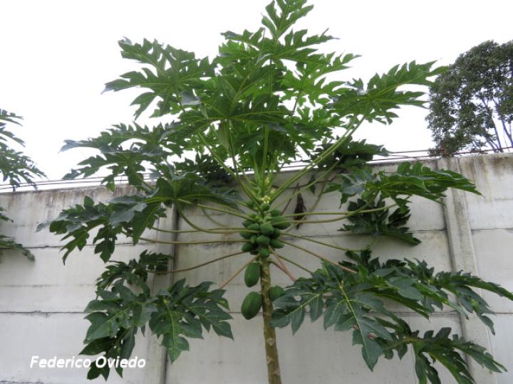 Carica papaya (Papaya)