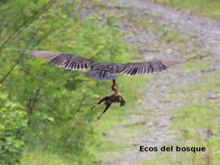 Cathartes aura (Zopilote cabecirrojo)