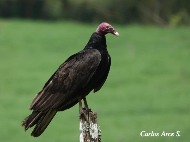 Cathartes aura (Zopilote cabecirrojo)