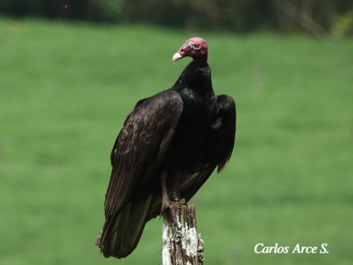 Cathartes aura (Zopilote cabecirrojo)