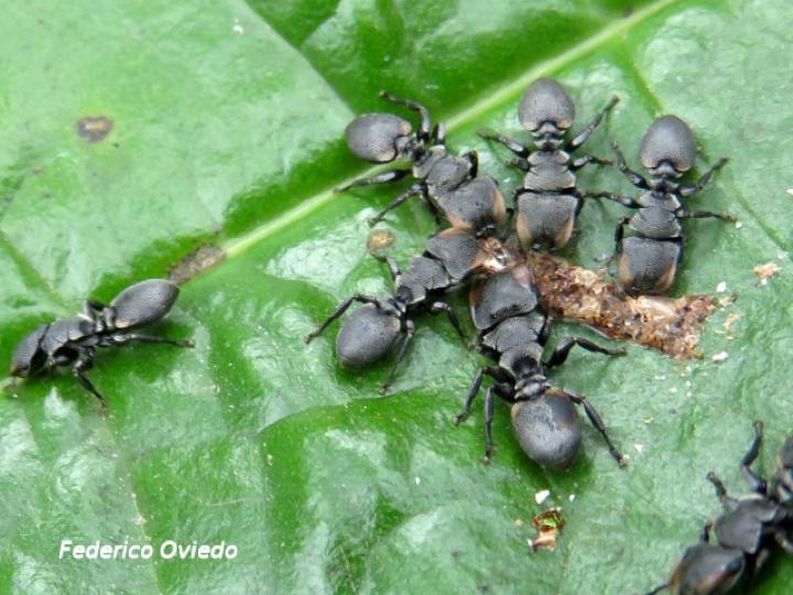 Cephalotes multispinosus
