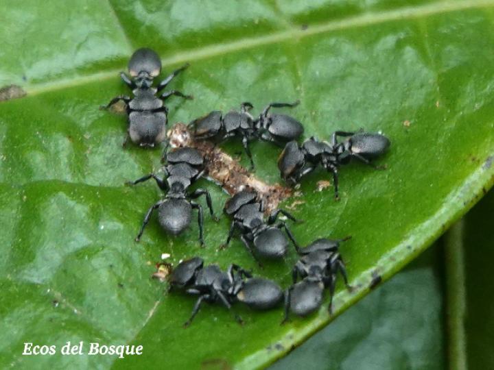 Cephalotes multispinosus