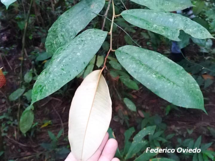 Chrysophyllum cainito (Caimito)