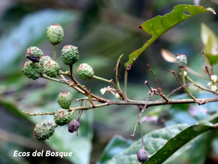 Croton schiedeanus (Colpachi)