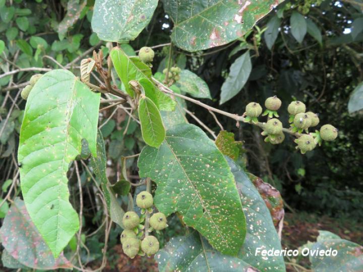 Croton schiedeanus (Colpachi)