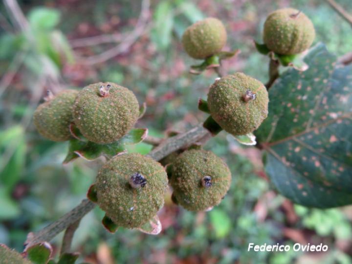 Croton schiedeanus (Colpachi)