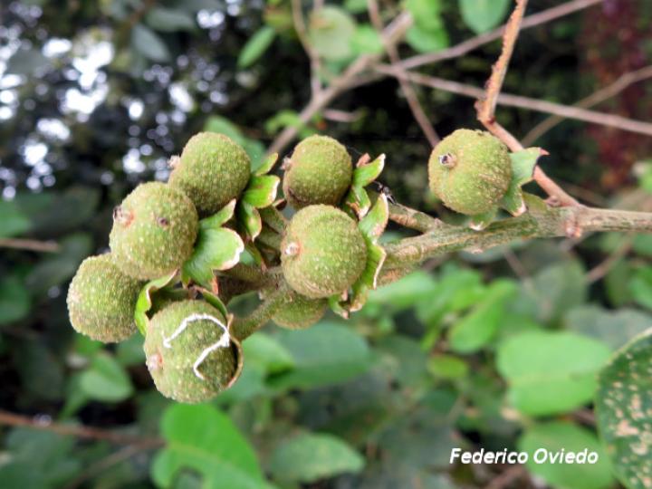Croton schiedeanus (Colpachi)