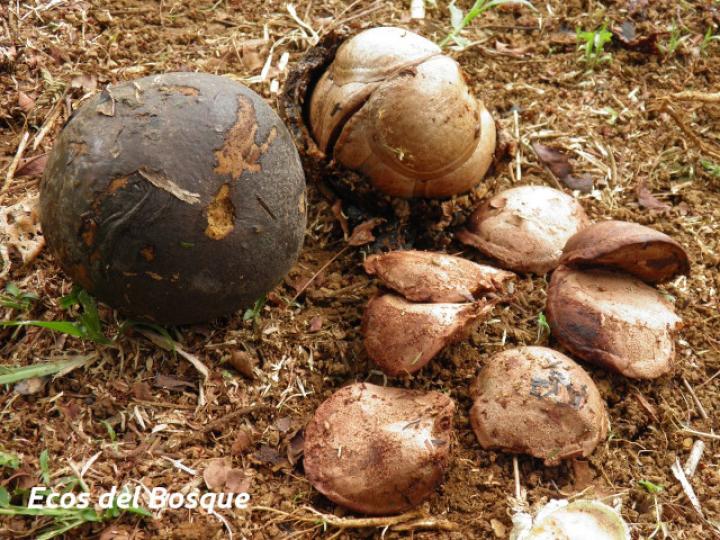 Fevillea cordifolia (Cabalonga)