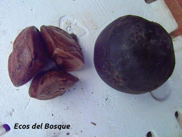 Fevillea cordifolia (Cabalonga)