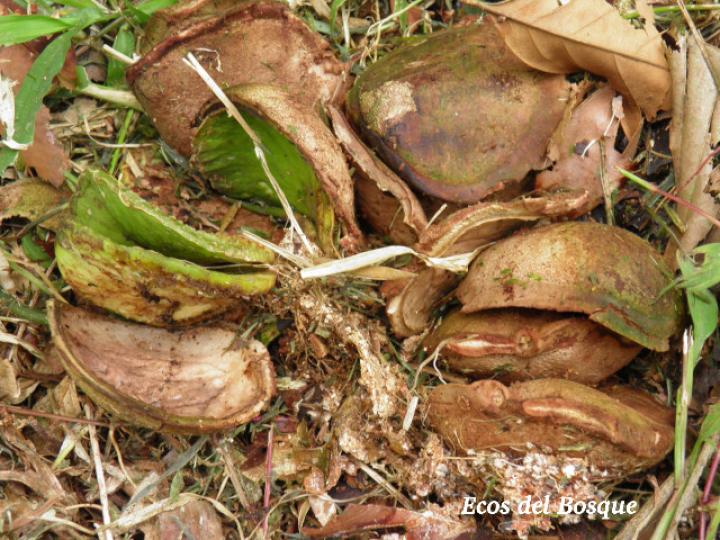 Fevillea cordifolia (Cabalonga)