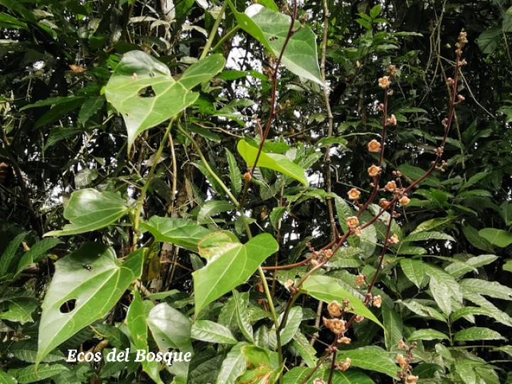 Fevillea cordifolia (Cabalonga)