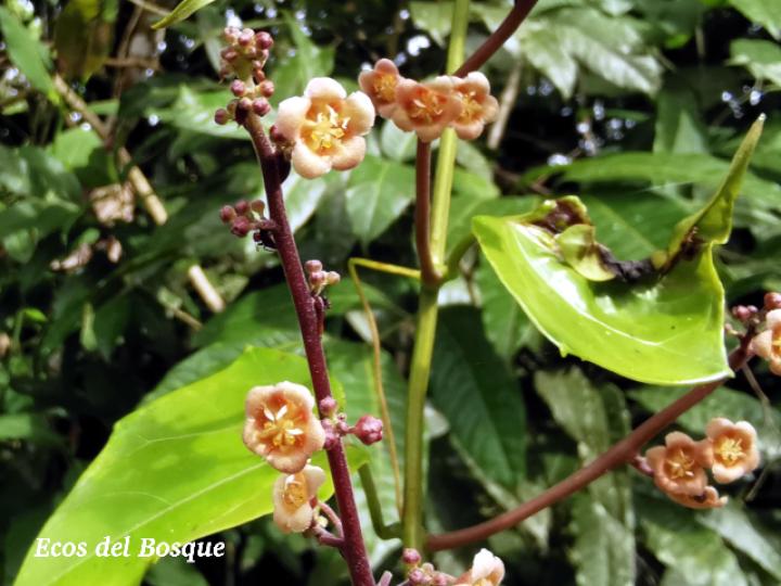 Fevillea cordifolia (Cabalonga)