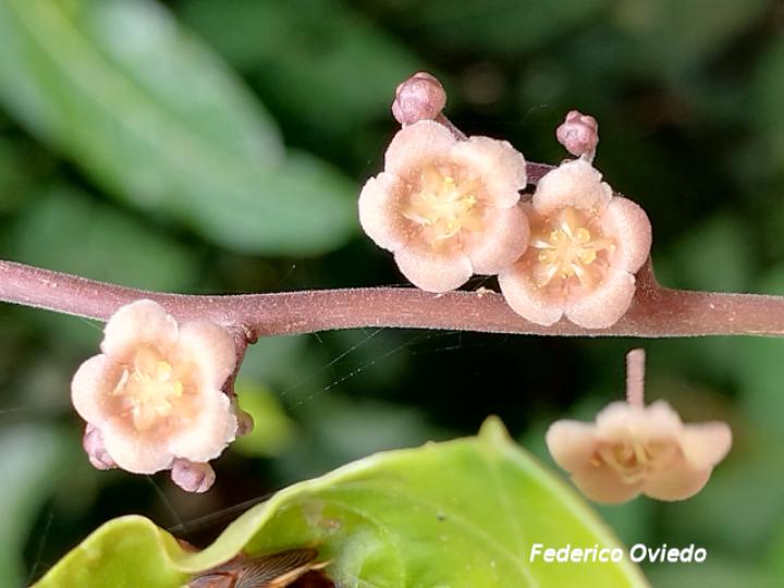 Fevillea cordifolia (Cabalonga)