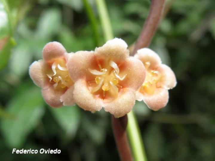 Fevillea cordifolia (Cabalonga)