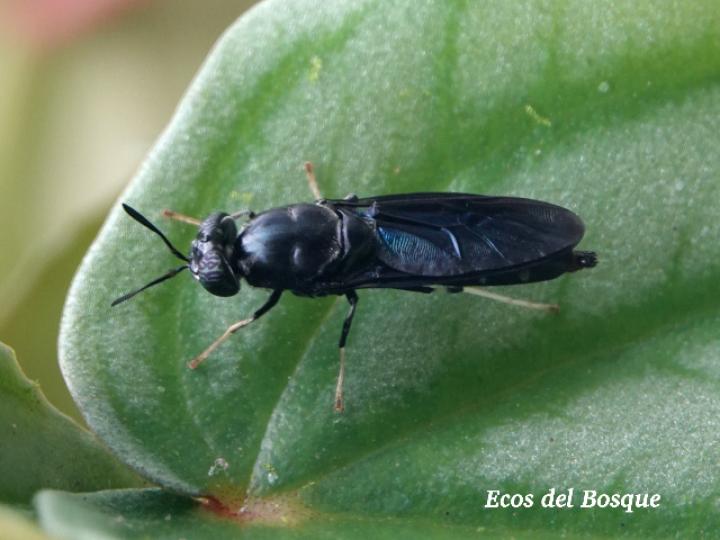 Hermetia illucens (Mosca soldado negra)