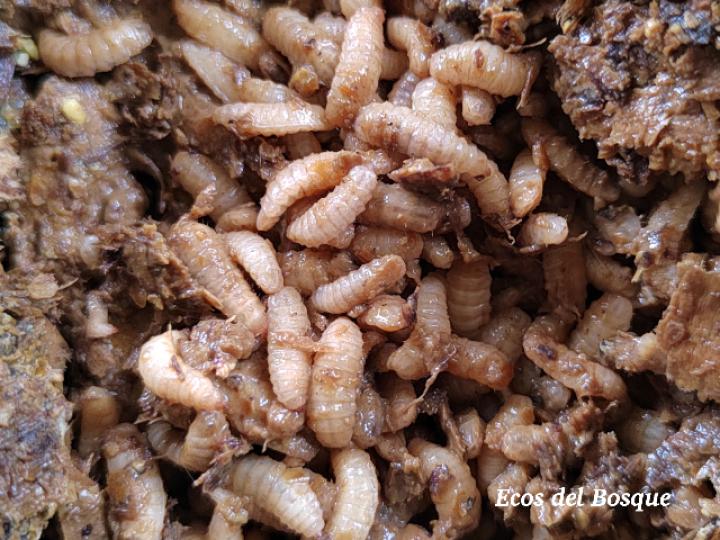 Hermetia illucens (Larvas)