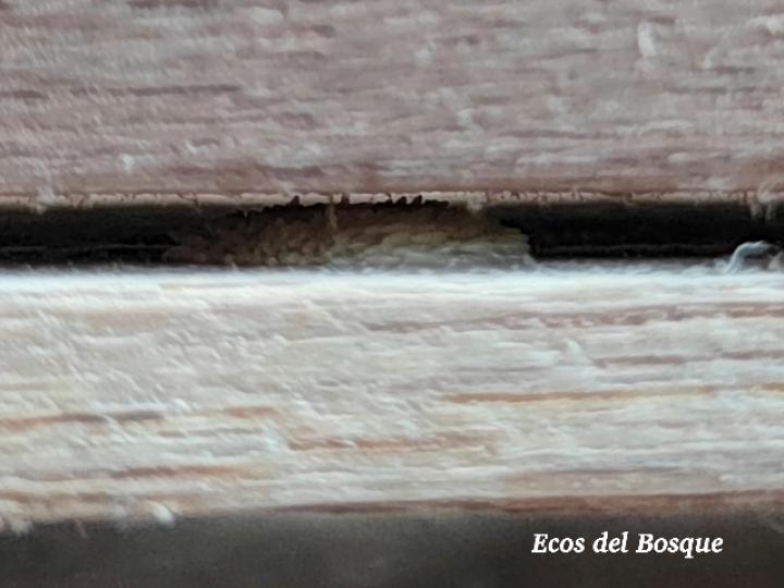 Hermetia illucens (Mosca soldado negra)