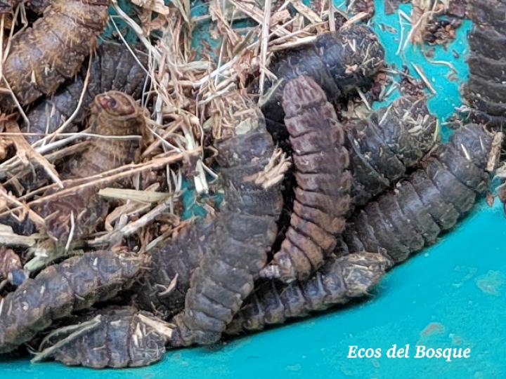 Hermetia illucens (Larvas)