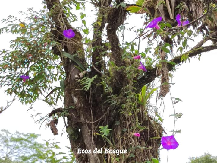 Ipomoea indica (Churristate, Pudre oreja)