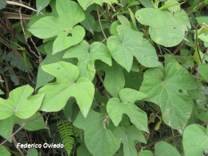 Ipomoea indica (Churristate, Pudre oreja)
