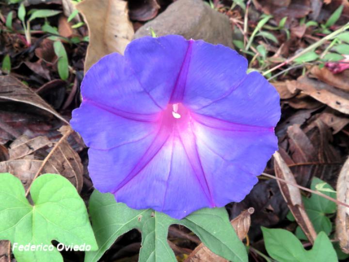 Ipomoea indica (Churristate, Pudre oreja)