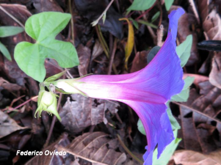 Ipomoea indica (Churristate, Pudre oreja)