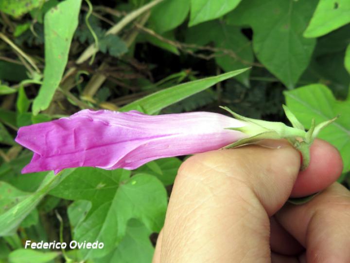 Ipomoea indica (Churristate, Pudre oreja)