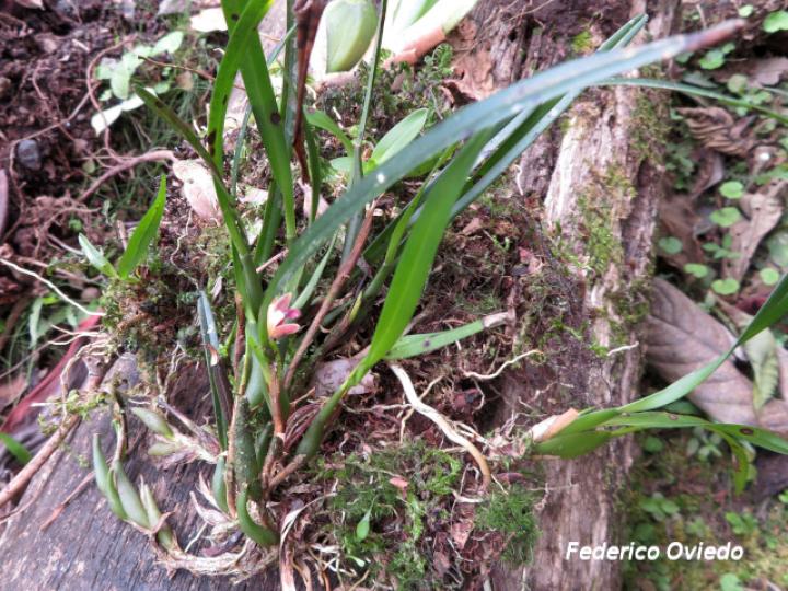 Maxillaria costaricensis