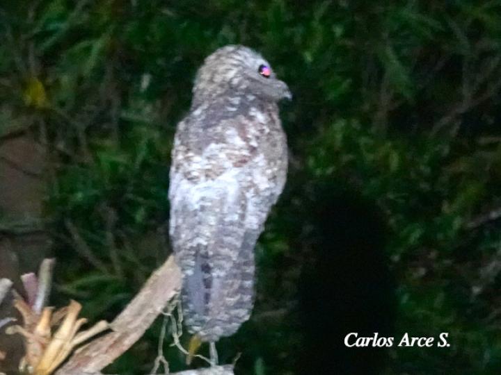 Nyctibius grandis (Bruja, Nictibio grande)