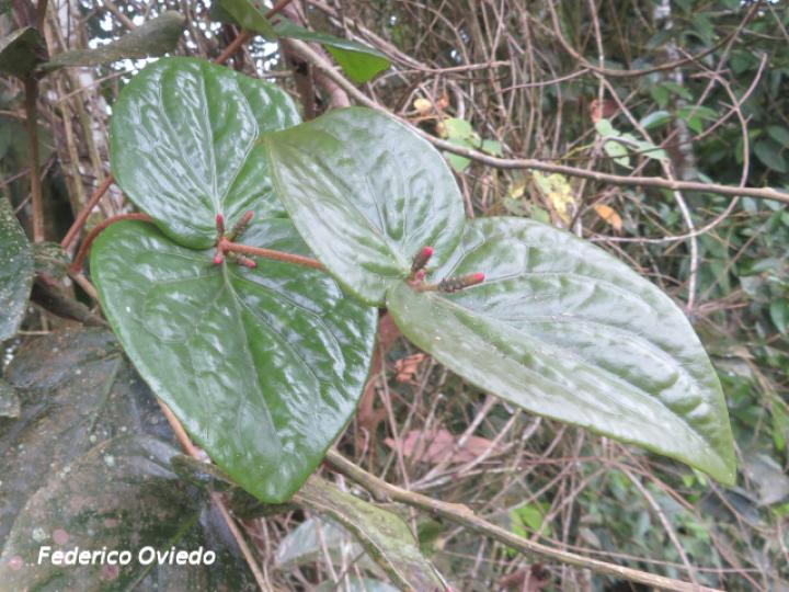 Oryctanthus cordifolius