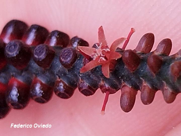 Oryctanthus cordifolius
