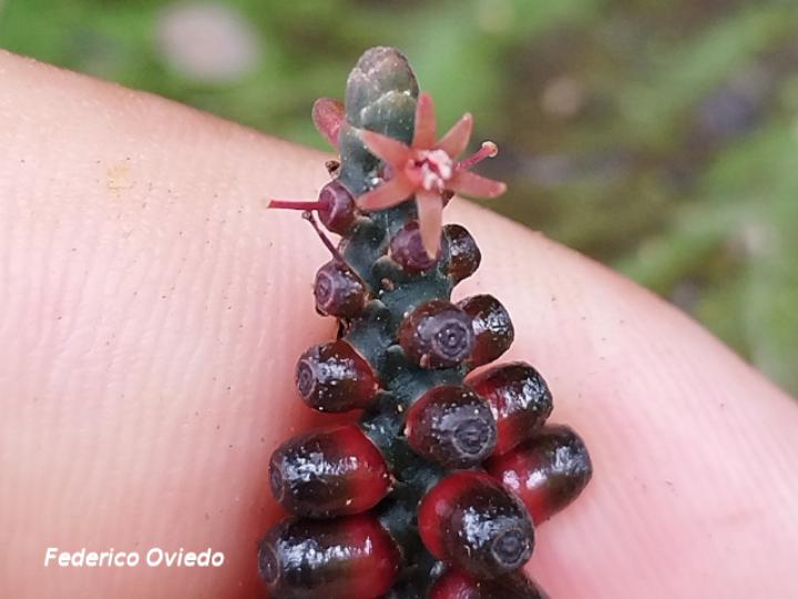 Oryctanthus cordifolius