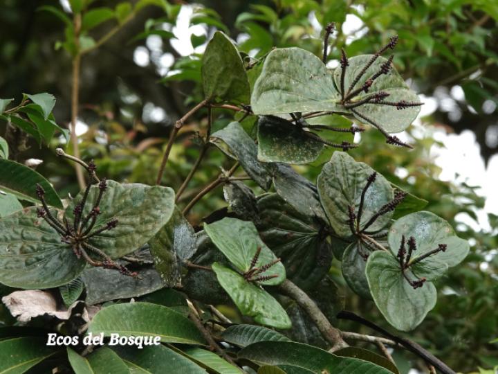 Oryctanthus cordifolius