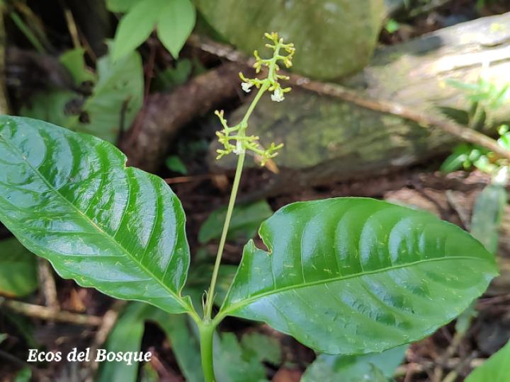 Psychotria brachiata