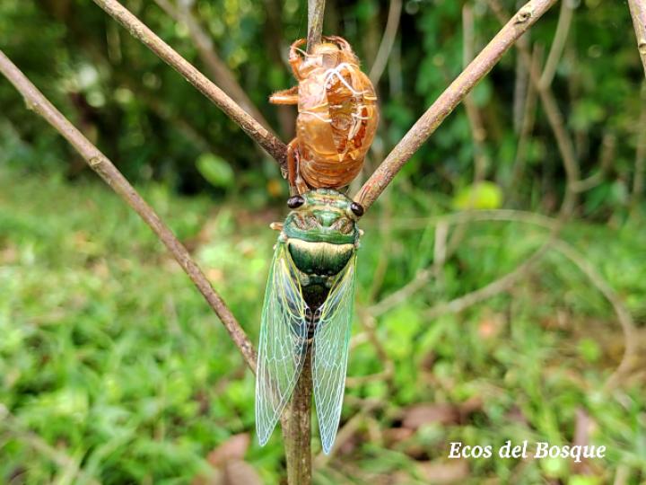Quesada gigas (Chicharra gigante)