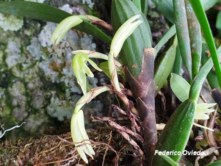 Rhetinantha friedrichsthalii