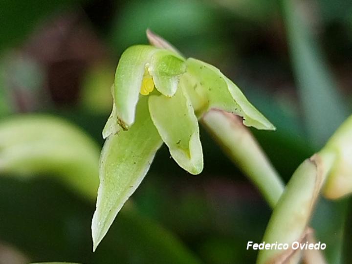 Rhetinantha friedrichsthalii