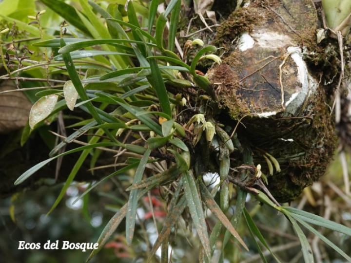 Rhetinantha friedrichsthalii