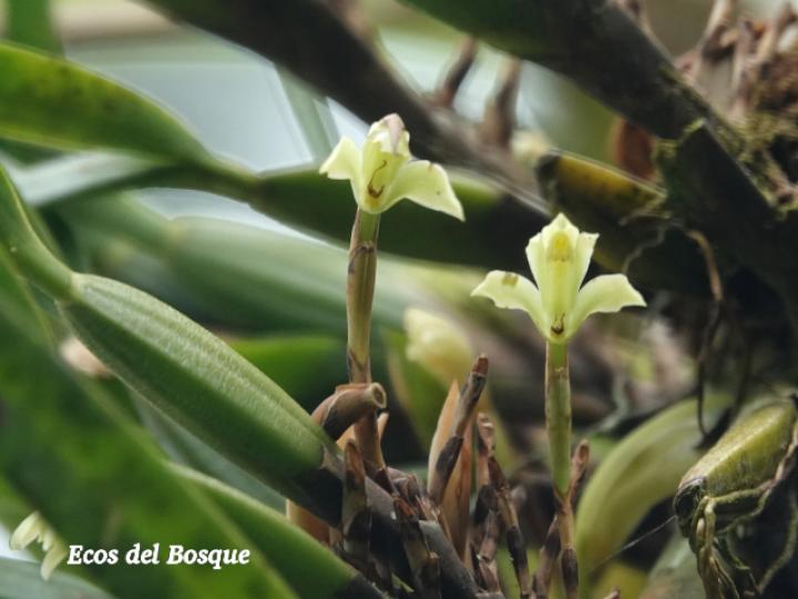 Rhetinantha friedrichsthalii