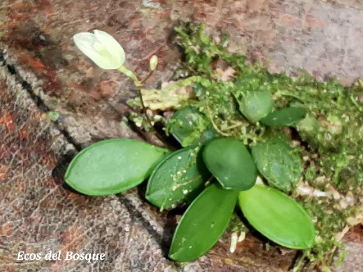 Specklinia lugduno-batavae