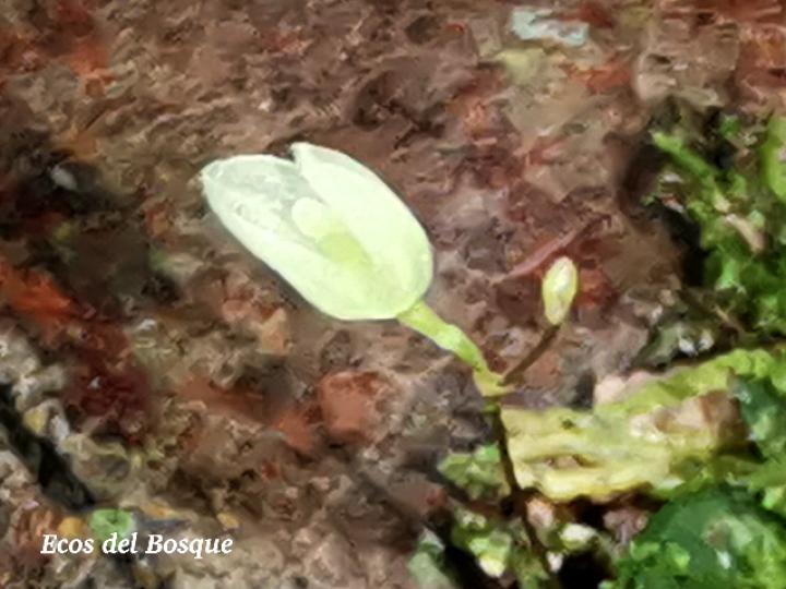 Specklinia lugduno-batavae